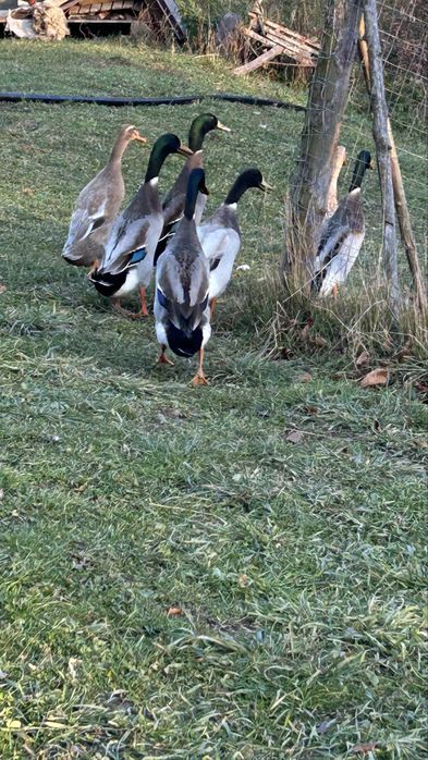 Rațe alergatoare Indiene