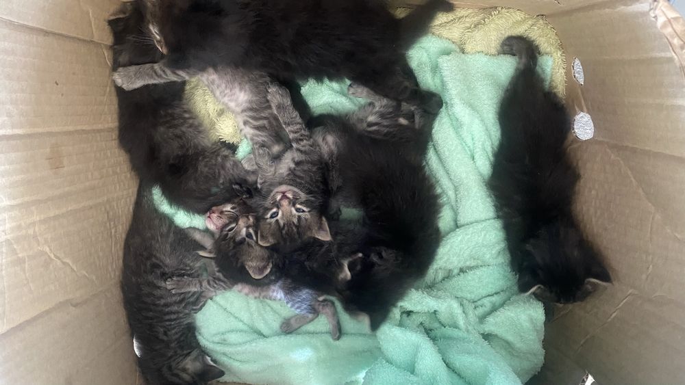 отдам котят в добрые руки