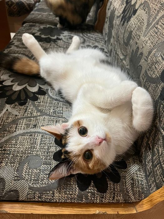 Ищем кота для шотландской кошки