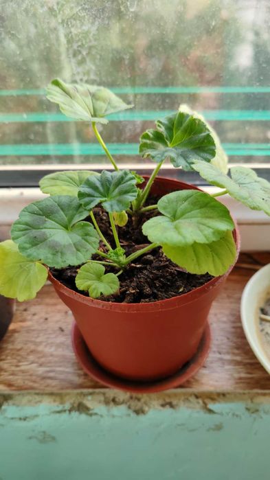 Домашние цветы, комнатные растения