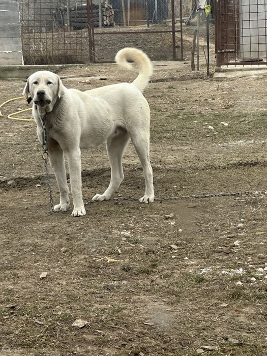 Femela ciobanesc de asia centrala