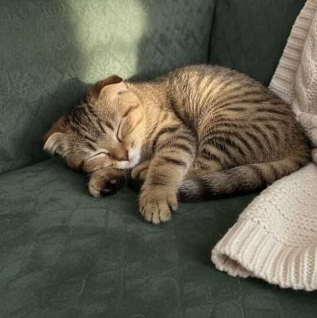 Отдам вислоухого котёнка в хорошие руки