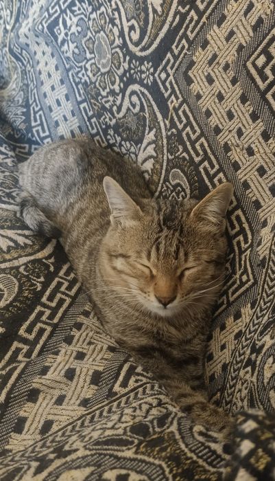 Mushuk tekinga beraman