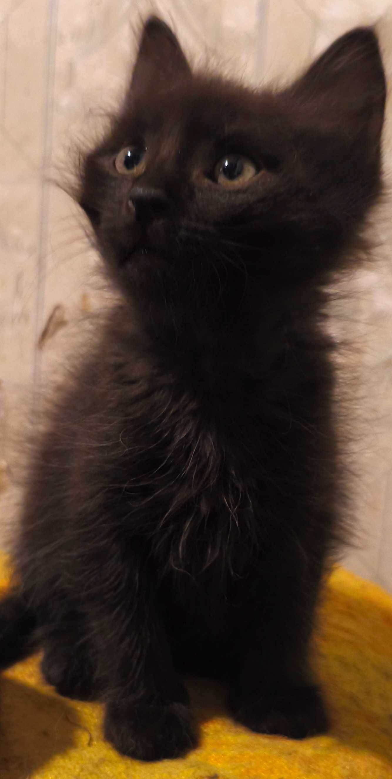 Раздаются котята
