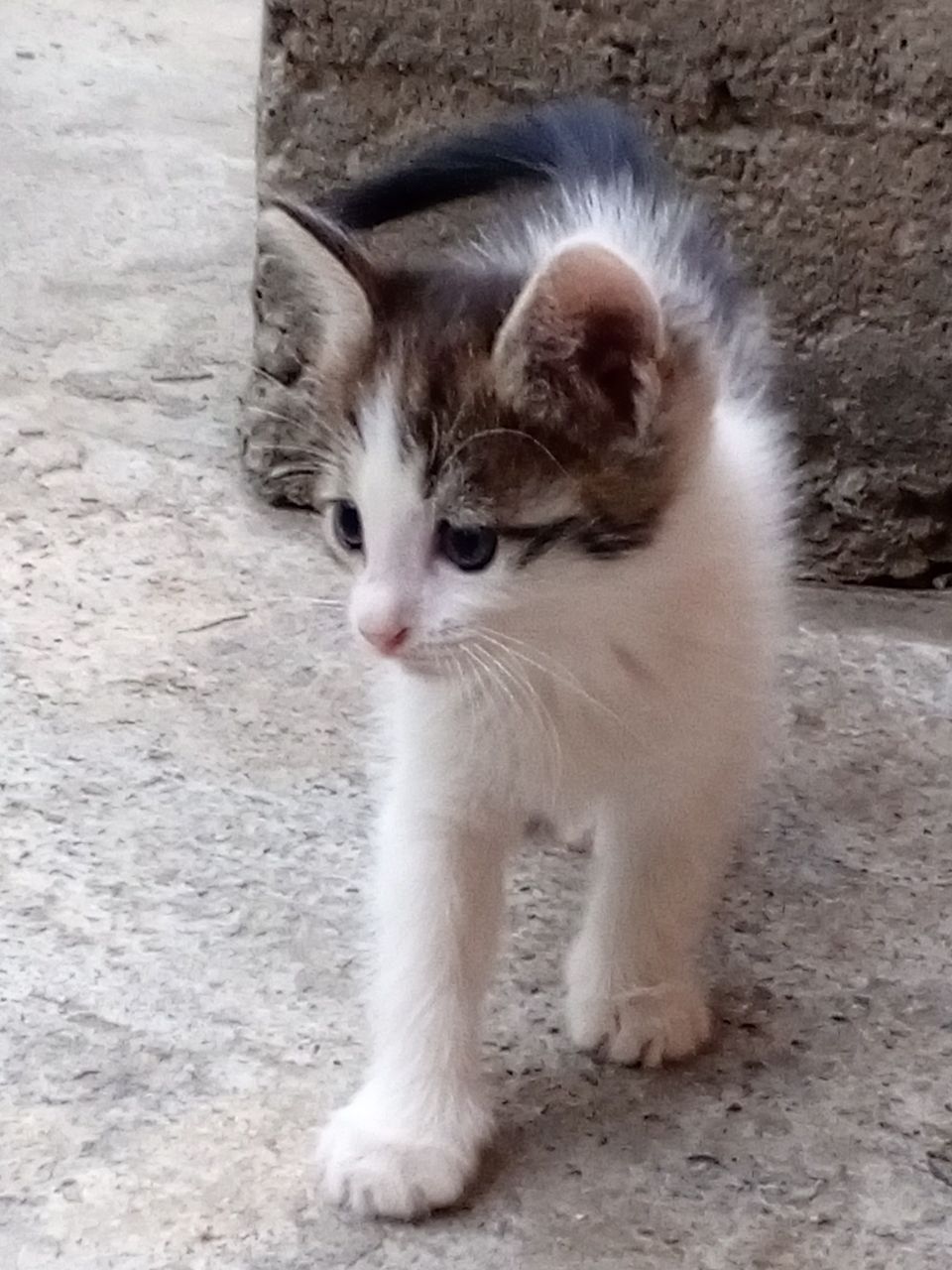 Котёнок отдам даром