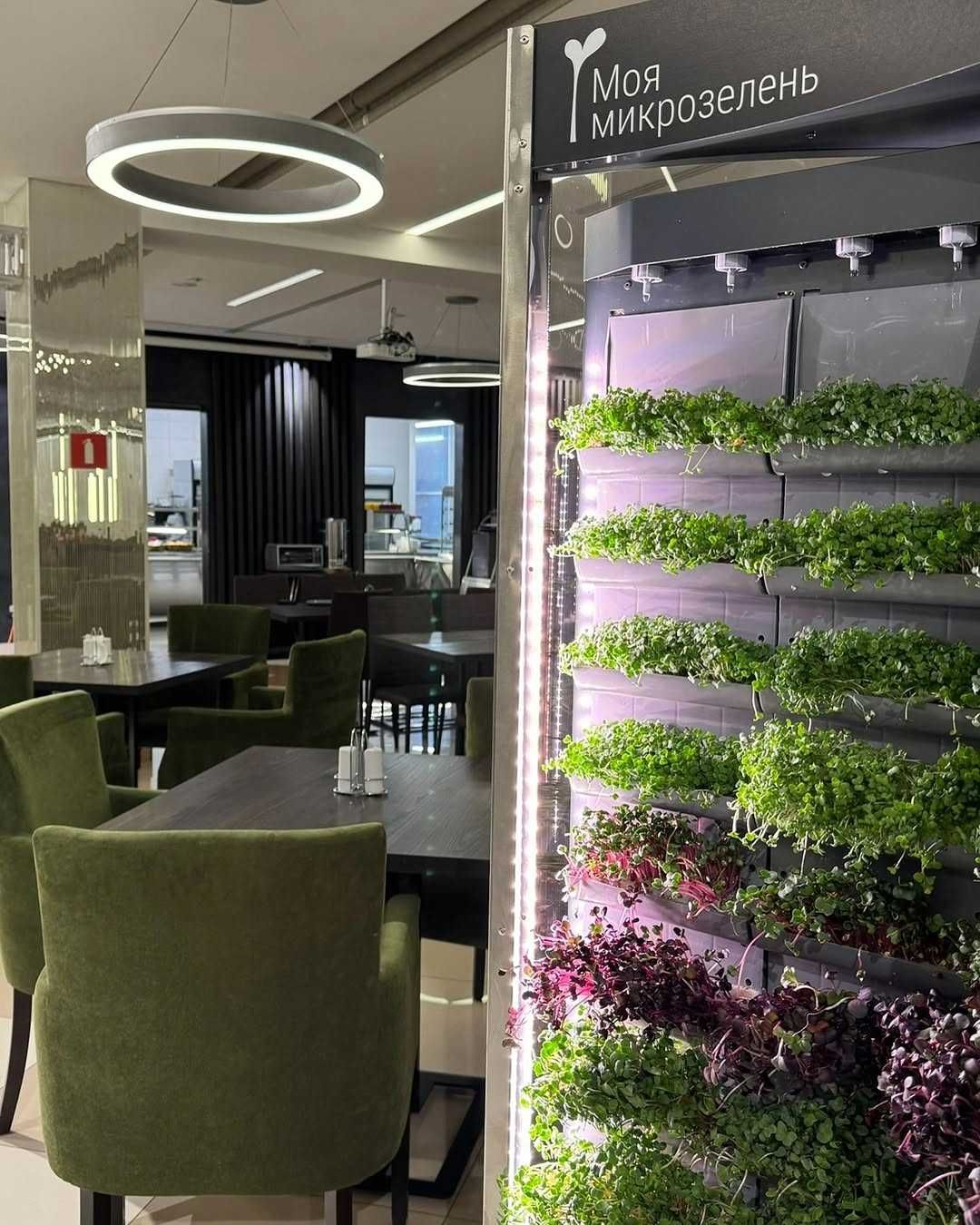 Вырасти Микрозелень в ресторане. Вертикальная ферма для  Horeca