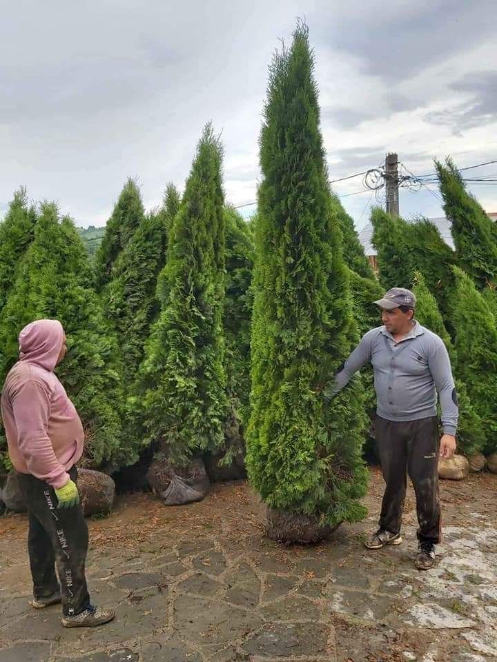 Tuia /Magnolia/mesteacăn/tei argintiu/brazi