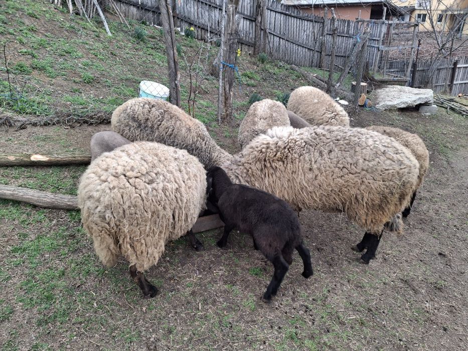 Vând oi carabase cu miei