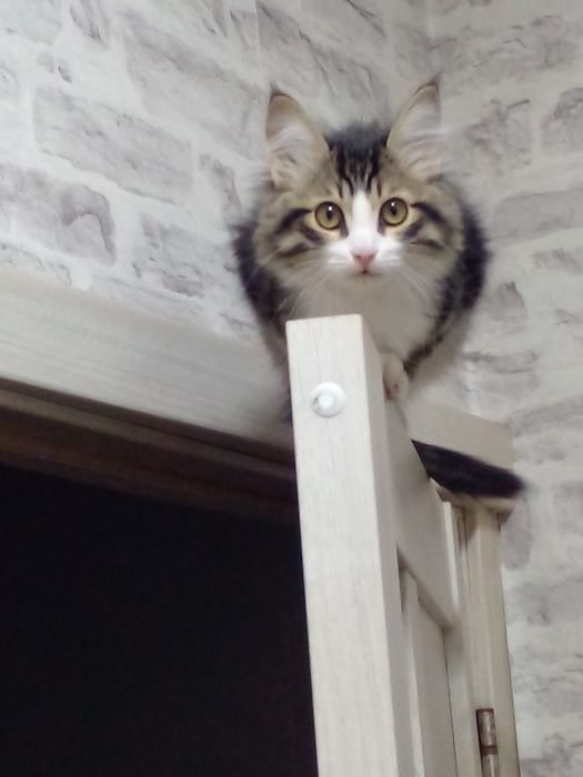 Мушук 5 ойлик 300 минг