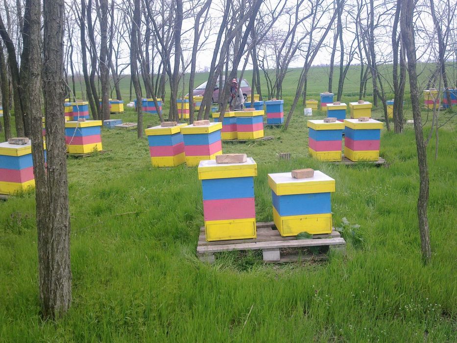 Пчелни майки, отводки и кошери по програмите 2026