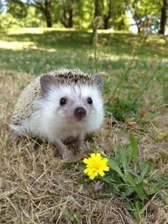Pet sitter, am grija de animale mici (fara catei si pisici)