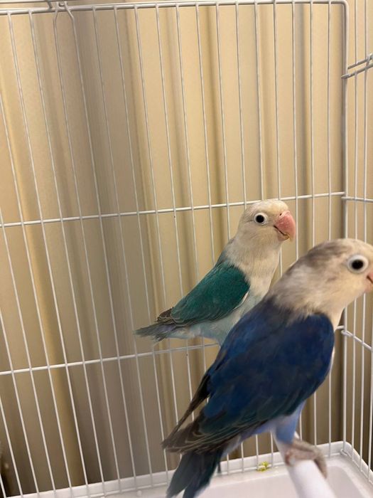 Nerazluchka privazo’y para 2ta tuxumiyam bor