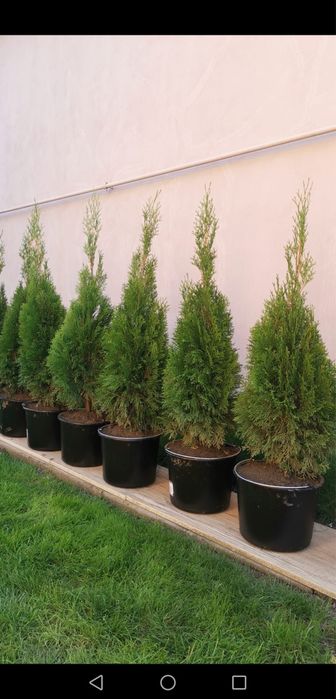 Vând Tuia  smaragd pepiniera proprie