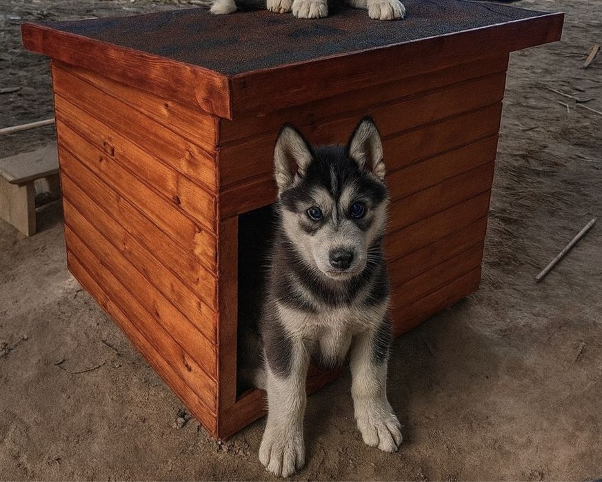 Будка Вольеры Дом для Собак