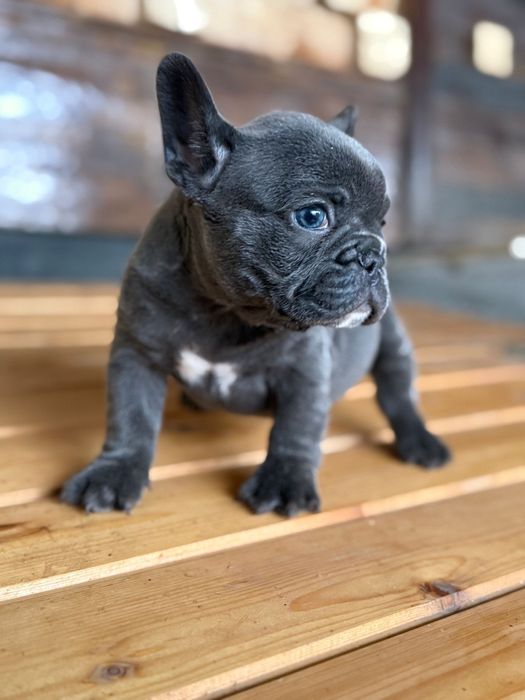 Bulldog francez blue