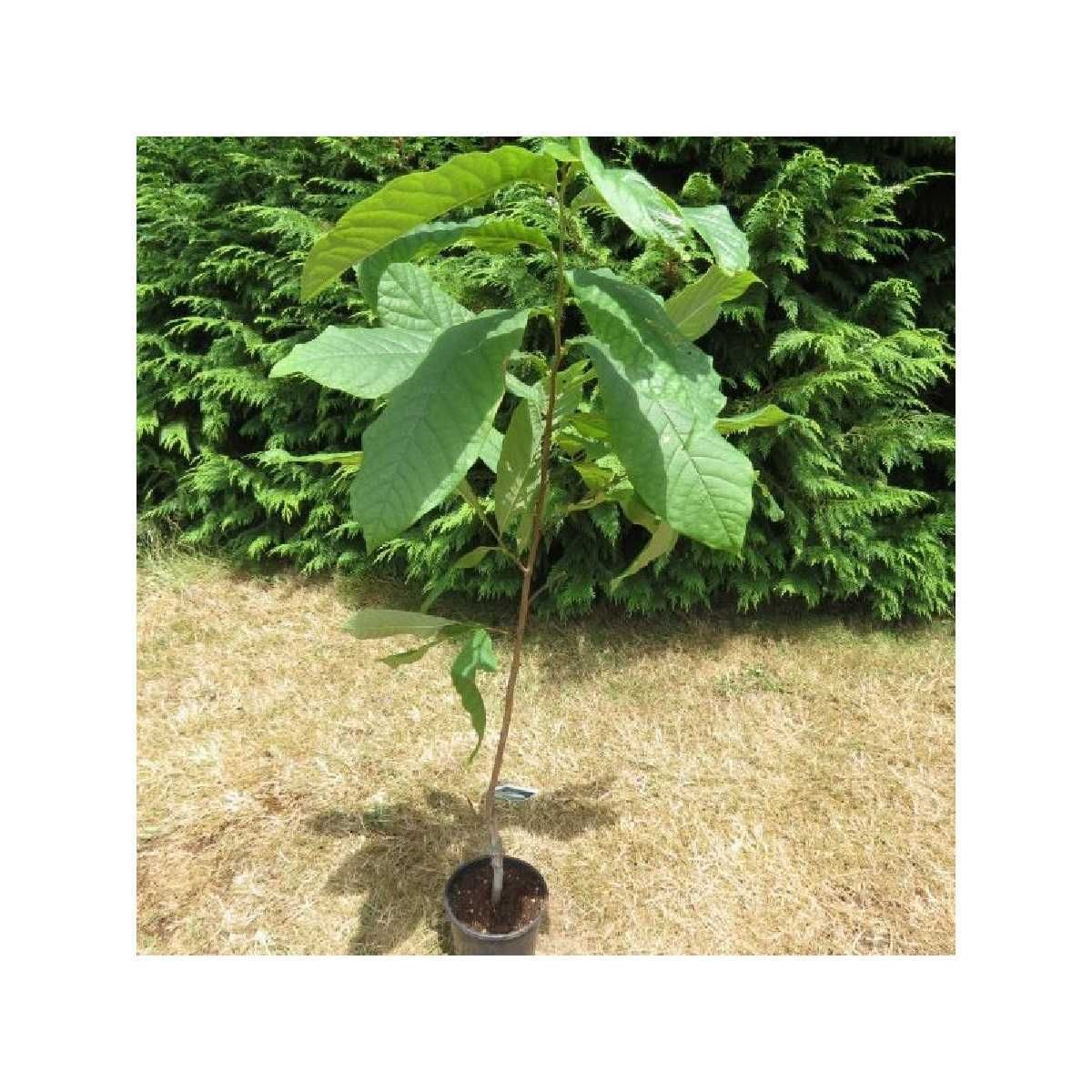 Pawpaw  Banana nordului Pom fructifer 40 - 60 cm la Ghiveci