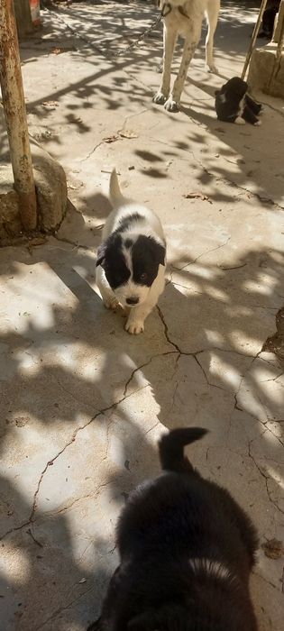 Продавам каракачанчета.