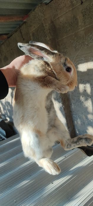 Куён сотилади ( Гигант чачишган )