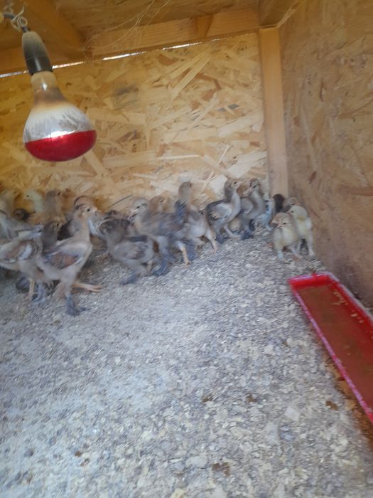 Vind pui brama portelan