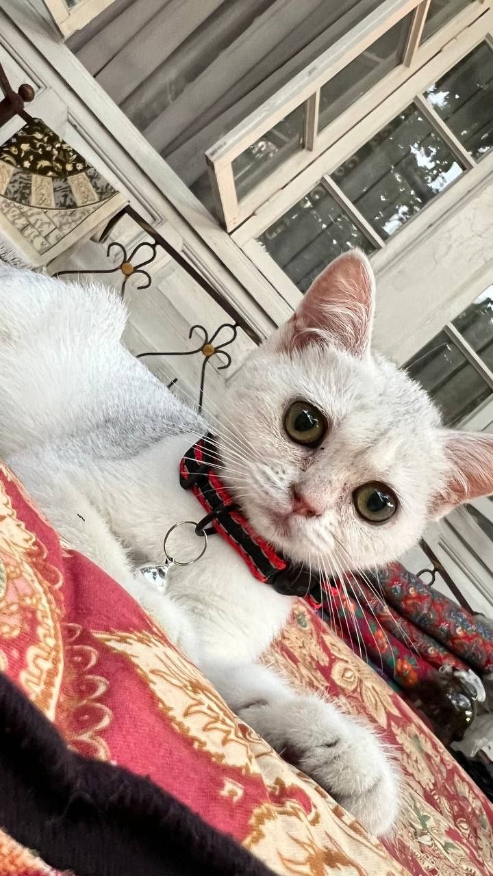 Serebristiy shinshila sotiladi