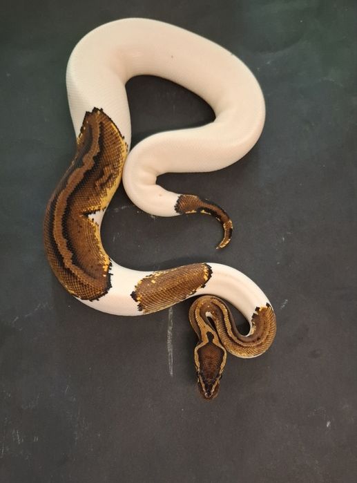 Кралски Питон Pastel Pied