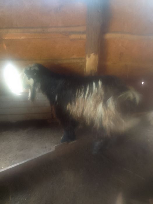 Ţap  de vânzare  din  mamă  zanen  şi tată  metis de alpin Francez