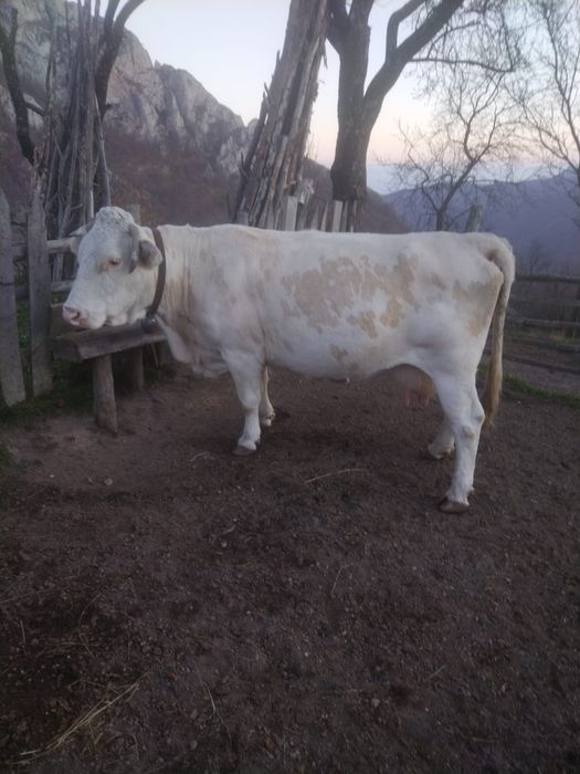 Vaca buna de lapte TECSESTI,  gestantă 3luni