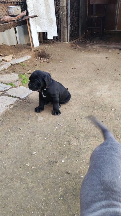 Кане Корсо кутрета cane corso