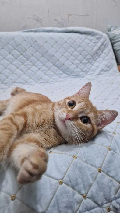 Котёнок-девочка Юся ищет дом и надёжных хозяев