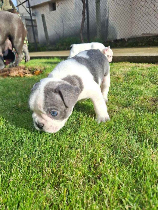 Френски булдог