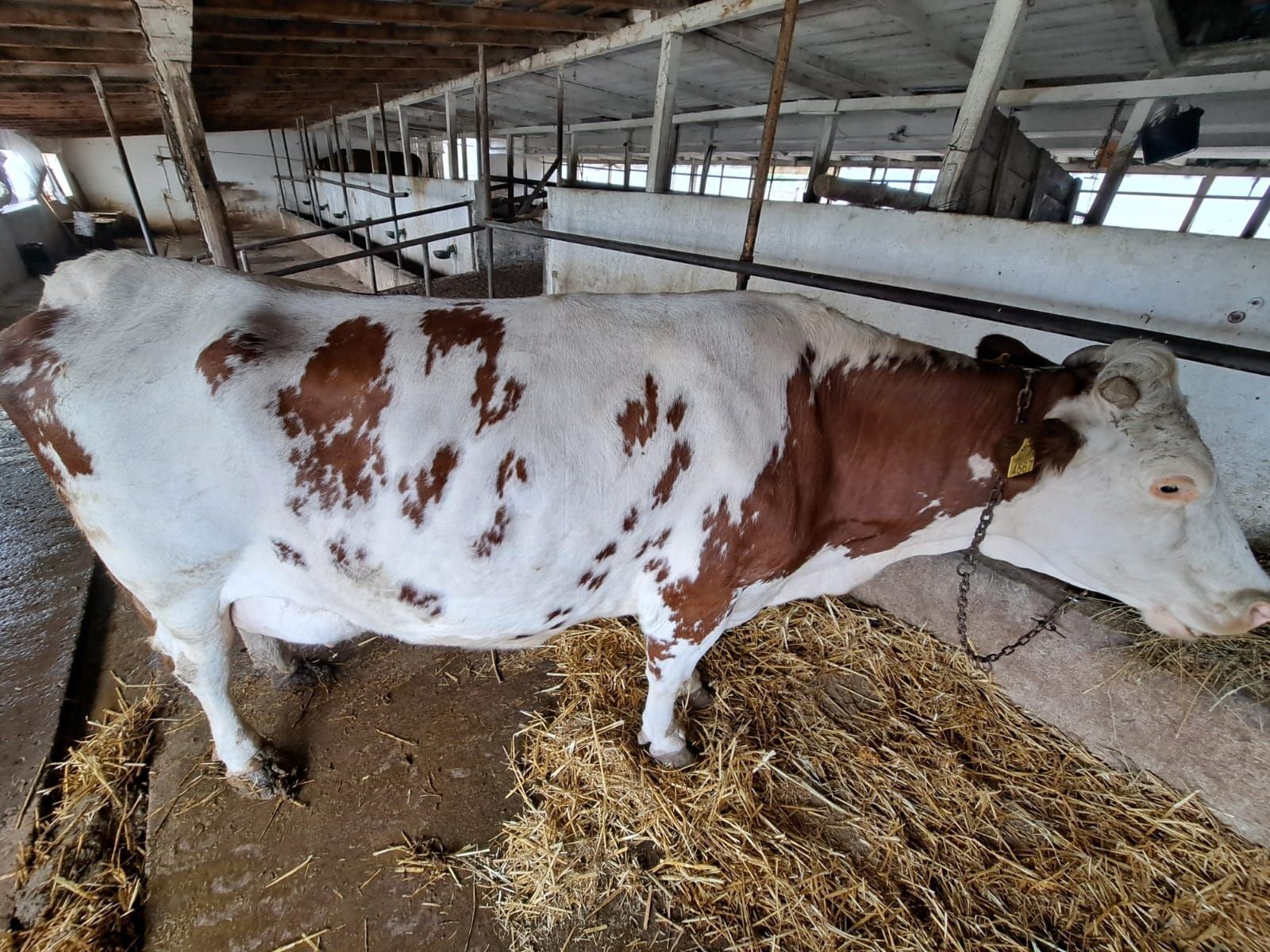 Vaca Baltata Românească de vanzare