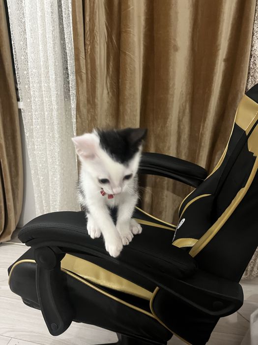 Котенок изет любящую семью