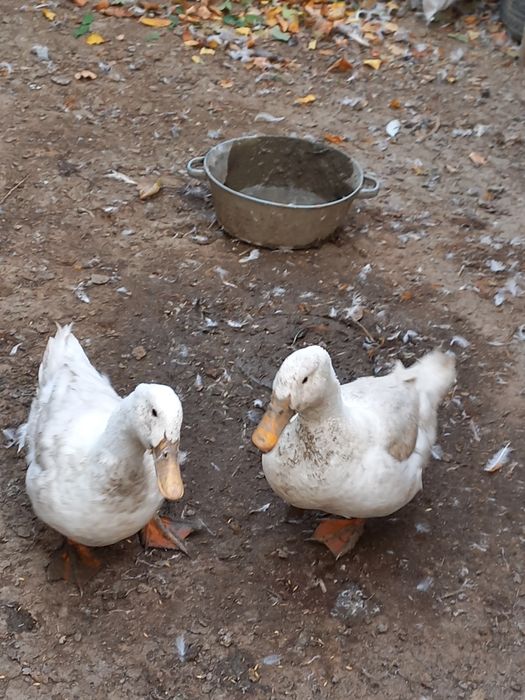 Утка пекинская ,