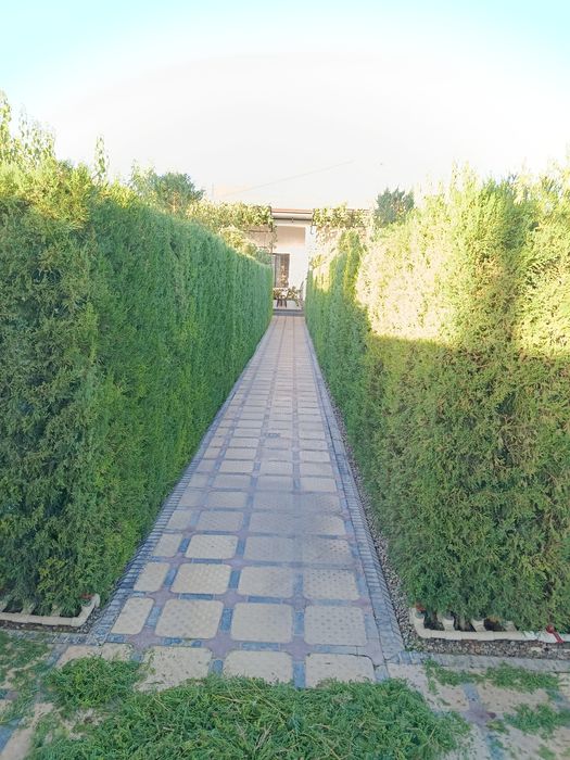 Gazon archa dekarativ gullar