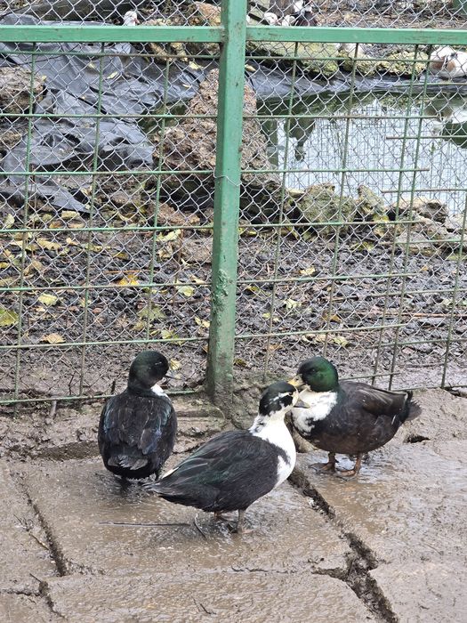 Rate pitice olandeze 2025