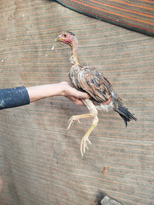 Madakaskar mokiyonchalar sotilad. i dakan