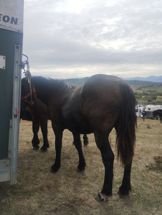 Manza si iapa cu manz