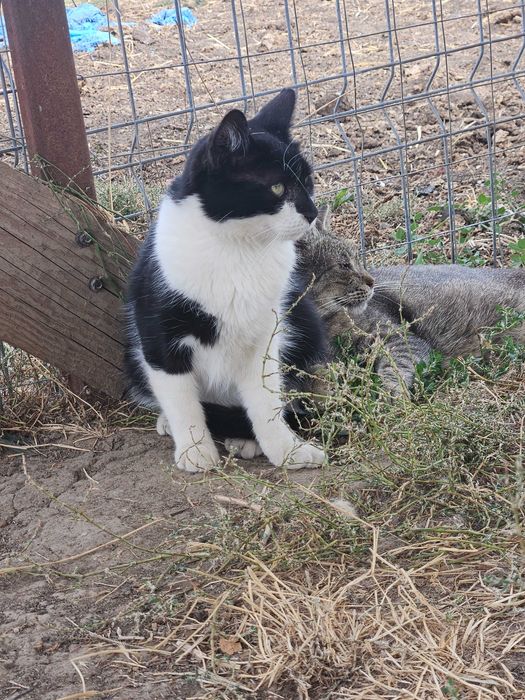 Urgent - adoptie motani Bucuresti