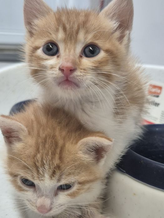 Donez/adopție pisici