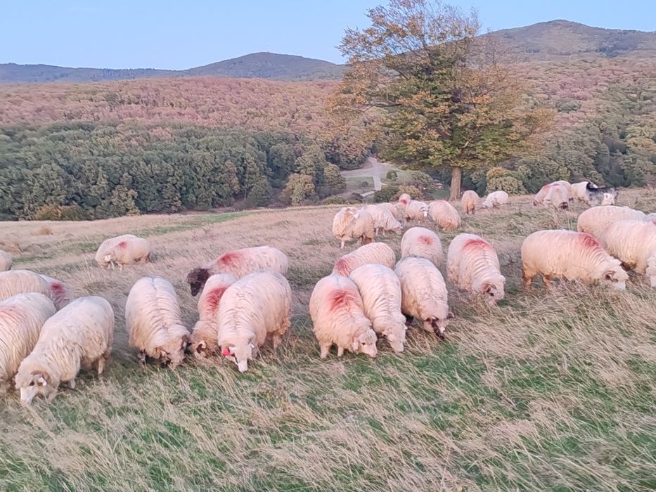 Vând 150 de oi frumoase cu tratamentele la zii