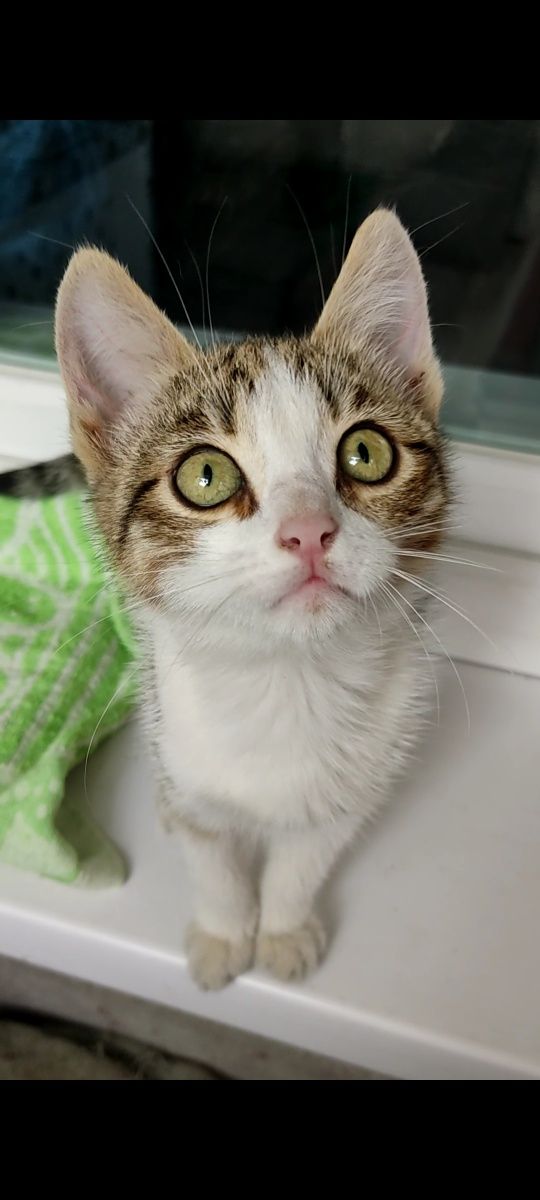 Котёнок девочка ищет своего человека!