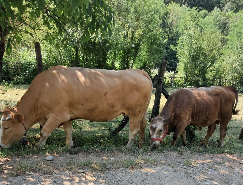 Vacă și vițel de vânzare