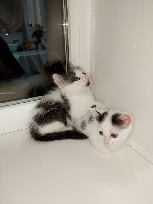 Котята ищут дом!!