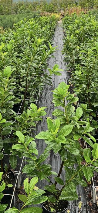 Лавровишна / Prunus l. Novita