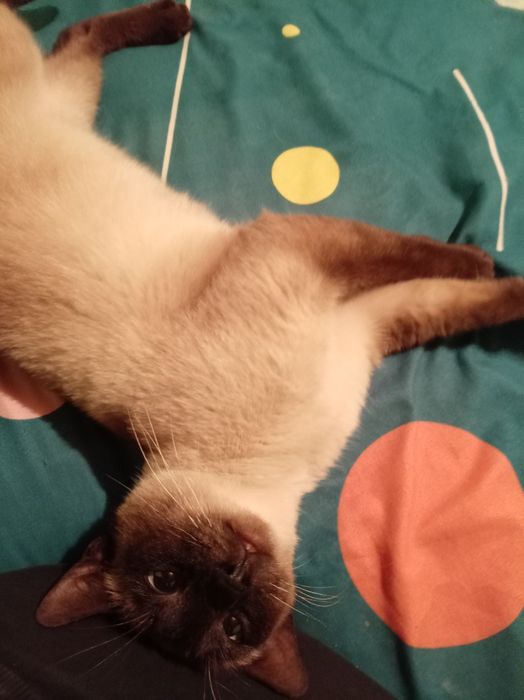 Pisica siameza blanda