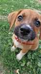 Catelusa spre adoptie