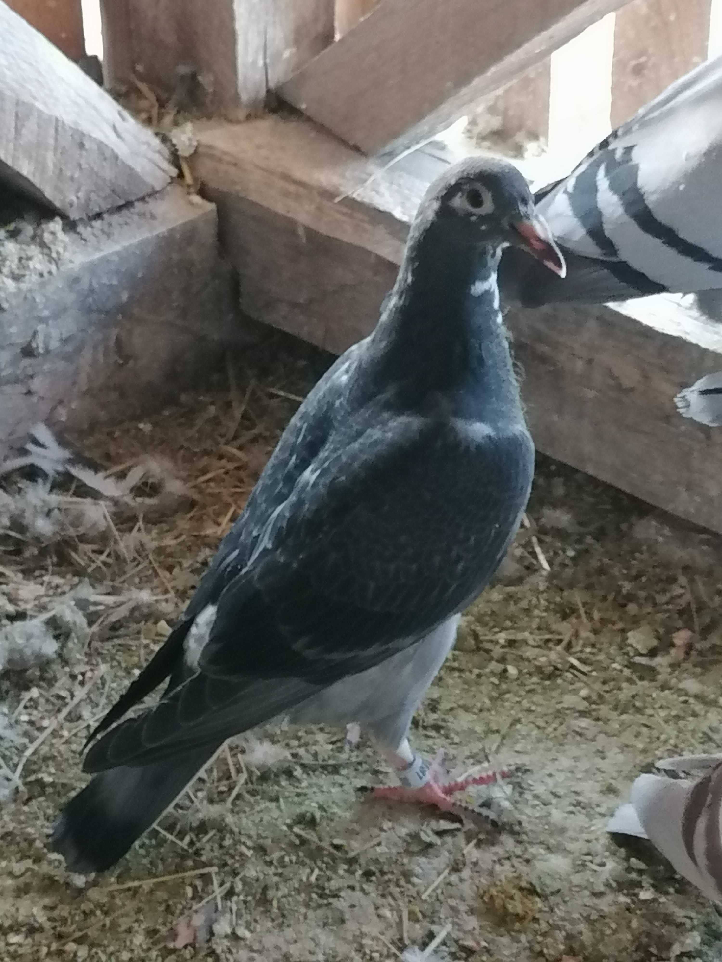 Vând porumbei maturi și pui neieșiți la zbor