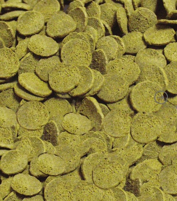 Spirulina creveti ,Ancistrusi
