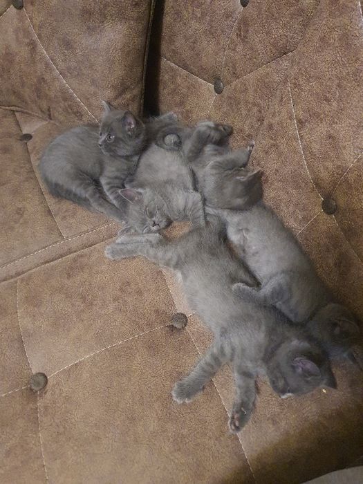 шотланские котята