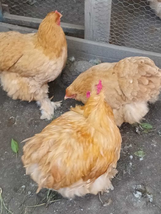 Cochinchina urias galben 1+2
